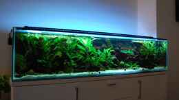 aquarium-von-berlin42-130cm-asiatisches-flachwasser-biotop_September 2012
