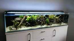 aquarium-von-berlin42-130cm-asiatisches-flachwasser-biotop_Zwei Wochen nach dem Umzug: die Pflanzen wuchern, leider auc