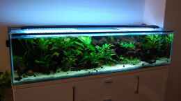 aquarium-von-berlin42-130cm-asiatisches-flachwasser-biotop_der aktuelle Stand nach knapp 2 Monaten Laufzeit