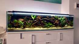 aquarium-von-berlin42-130cm-asiatisches-flachwasser-biotop_nach der kompletten Neueinrichtung im März 2016