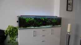 aquarium-von-berlin42-130cm-asiatisches-flachwasser-biotop_