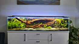 aquarium-von-berlin42-130cm-asiatisches-flachwasser-biotop_02/2022 Neustart mit Honigguramis und viel Moorkienholz