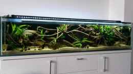 aquarium-von-berlin42-130cm-asiatisches-flachwasser-biotop_Mai 2016: Die Pflanzen wachsen langsam, das Wasser ist glask