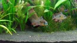 aquarium-von-jan-s--rio-janos-aufgeloest_Mein Bolivianer. Links das Männchen, rechts das Weibchen.