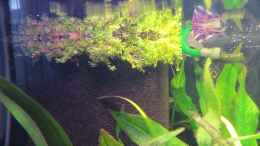 aquarium-von-jan-s--rio-janos-aufgeloest_HMF bepflanzt mit Hemianthus callitrichoides  