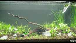 aquarium-von-konzi-becken-23947_Nature Soil, Wurzel, Pflanzen nach 3 Stunden 
