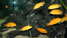 aquarium-von-manfred-b--stoneheaven_Labidochromis caeruleus