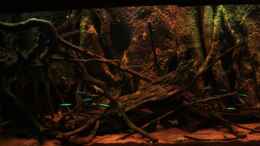 aquarium-von-baembel-little-rio-negro_Moorkienholz mit Wurzelgeflecht auf der linken Seite