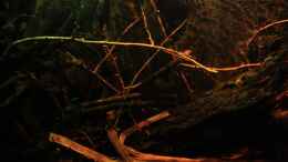 aquarium-von-baembel-little-rio-negro_Little Rio Negro, März 2013