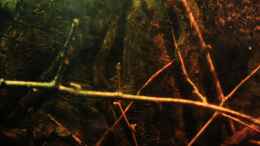 aquarium-von-baembel-little-rio-negro_Getrocknete Birkenäste