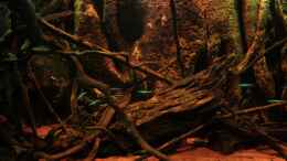 aquarium-von-baembel-little-rio-negro_Moorkienhölzer mit Wurzelgeflecht