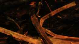 aquarium-von-baembel-little-rio-negro_Bananenblätter