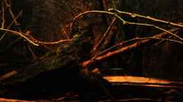 aquarium-von-baembel-little-rio-negro_Moorkienholz, ??ste, Bananenblatt im Hintergrund