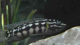 aquarium-von-patrick-scheffer-dorsten-riftvalley-aufgeloest_Weibchen meiner Julidochromis marlieri