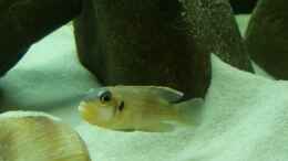 Aquarium einrichten mit Männchen von Lamprologus ocellatus Gold