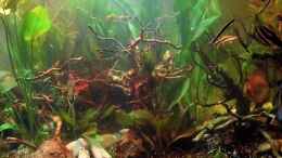 aquarium-von-snooze-diskus-forest----nur-noch-als-beispiel_Becken Links - Hintergrund Echinodorus bleheri