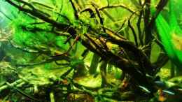 aquarium-von-snooze-diskus-forest----nur-noch-als-beispiel_Wurzel mit Christmas Moos