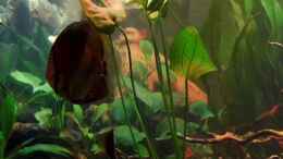 aquarium-von-snooze-diskus-forest----nur-noch-als-beispiel_Diskus unter Froschlöffel