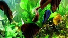 aquarium-von-snooze-diskus-forest----nur-noch-als-beispiel_Fütterungszeit