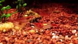 aquarium-von-snooze-becken-nr-5_Red Cherry und Rilli shrimp