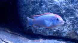 aquarium-von-christian-hold-becken-2408_Pseudotropheus Red Top Ndumbi