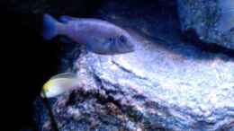 aquarium-von-christian-hold-becken-2408_Pseudotropheus Red Top Ndumbi Weibchen