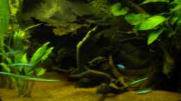 aquarium-von-herki-suedamerika_Wurzeln mit Erlenzapfen rechs