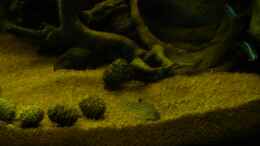 Aquarium einrichten mit Corydoras trilineatus