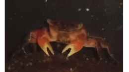 aquarium-von-nils-mueller-krabben-aquaterra_Ein Weibchen beim Fressen