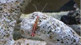 Aquarium einrichten mit Lysmata amboinensis  - Weißbandputzergarnele