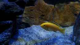 aquarium-von-lutz-k-kaeddelrock_Labidochromis caeruleus yellow