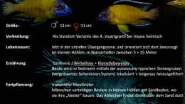 aquarium-von-lutz-k-kaeddelrock_Aulonocara stuartgranti usysia 