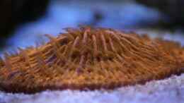 aquarium-von-johannes-88-mein-kleines-riff_Fungia Australien