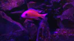 aquarium-von-lippi-steinbruch-nur-noch-als-beispiel_Firefish bei Sonnenuntergang