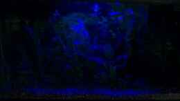 aquarium-von-berlinkowgirl-becken-2421_Mondlicht (Kaltlicht-Kathode)