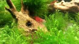 aquarium-von-pelzwanze-mooswand-fissidens_Sakura Bloody Mary