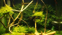 Aquarium einrichten mit Mooswand Fissidens fontanus Mini