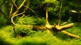 Foto mit Vordergrund Fissidens fontanus Normal