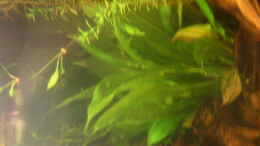 aquarium-von-patrick-ostlaender-becken-2424_Echinodorus Bleheri Mutterpflanze
