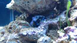 aquarium-von-haens84---littel-ozean--_Einsiedler Krebse!