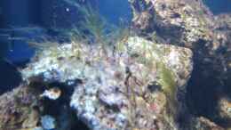 aquarium-von-haens84---littel-ozean--_Ist das eine Grüne Fadenalge?? 