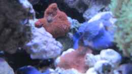 aquarium-von-haens84---littel-ozean--_Scheiben Rot/Blau u. Lila