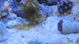 aquarium-von-haens84---littel-ozean--_Schleimfisch und Gelbe Krusten