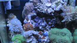 aquarium-von-haens84---littel-ozean--_Das Becken