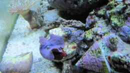 aquarium-von-haens84---littel-ozean--_Blaue Scheiben Anemone