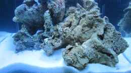 aquarium-von-haens84---littel-ozean--_Mal gucken was alles rauskommt :-)