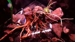 aquarium-von-snooze-humphead-und-killis-home--ist-verkauft-----_Kies , Lava und Wurzel in an Ihrem Platz ( Vorerst)