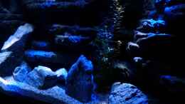 aquarium-von-rene-l--malawi-becken_Umgestaltung mit Steinen
