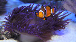 aquarium-von-marco-raemisch-becken-24291_Amphiprion ocellaris - Falscher Clown - Anemonenfisch