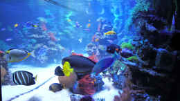 aquarium-von-marco-raemisch-becken-24291_